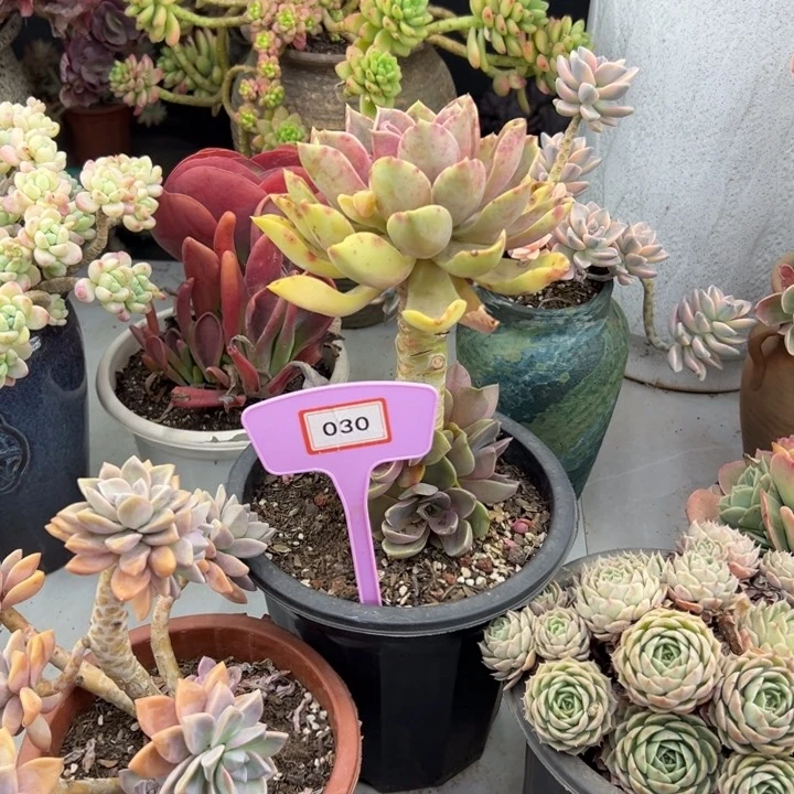 穷死多肉植物030