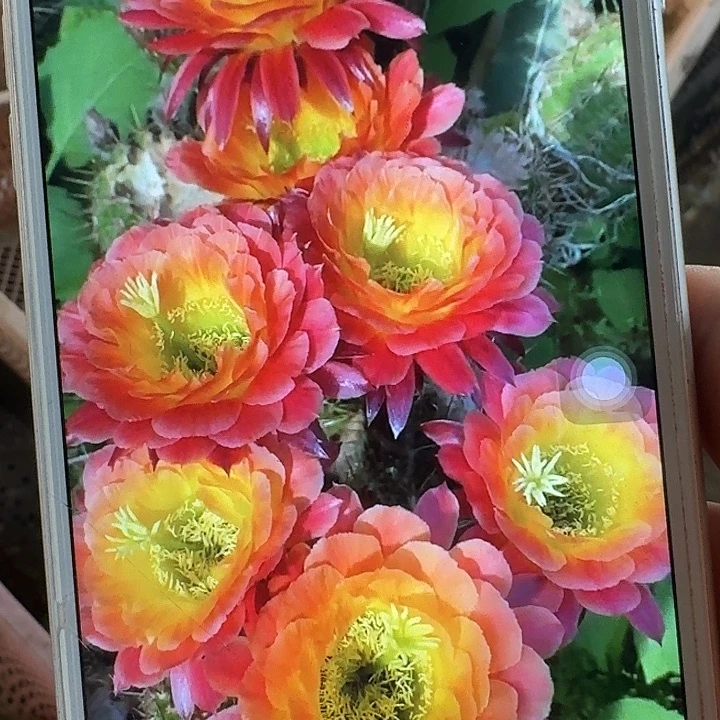 大满贯带根高8公分毛花柱