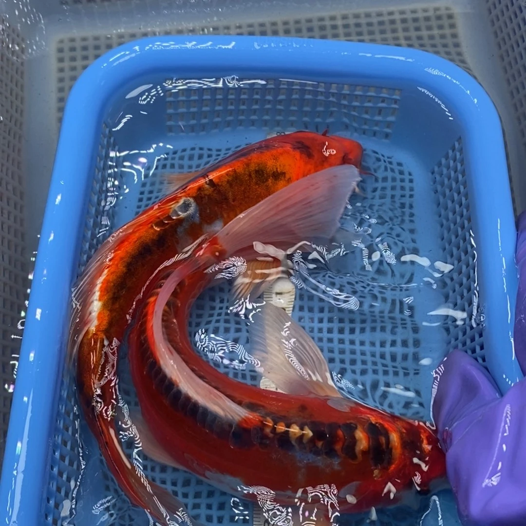 锦鲤冷水锦鲤包邮