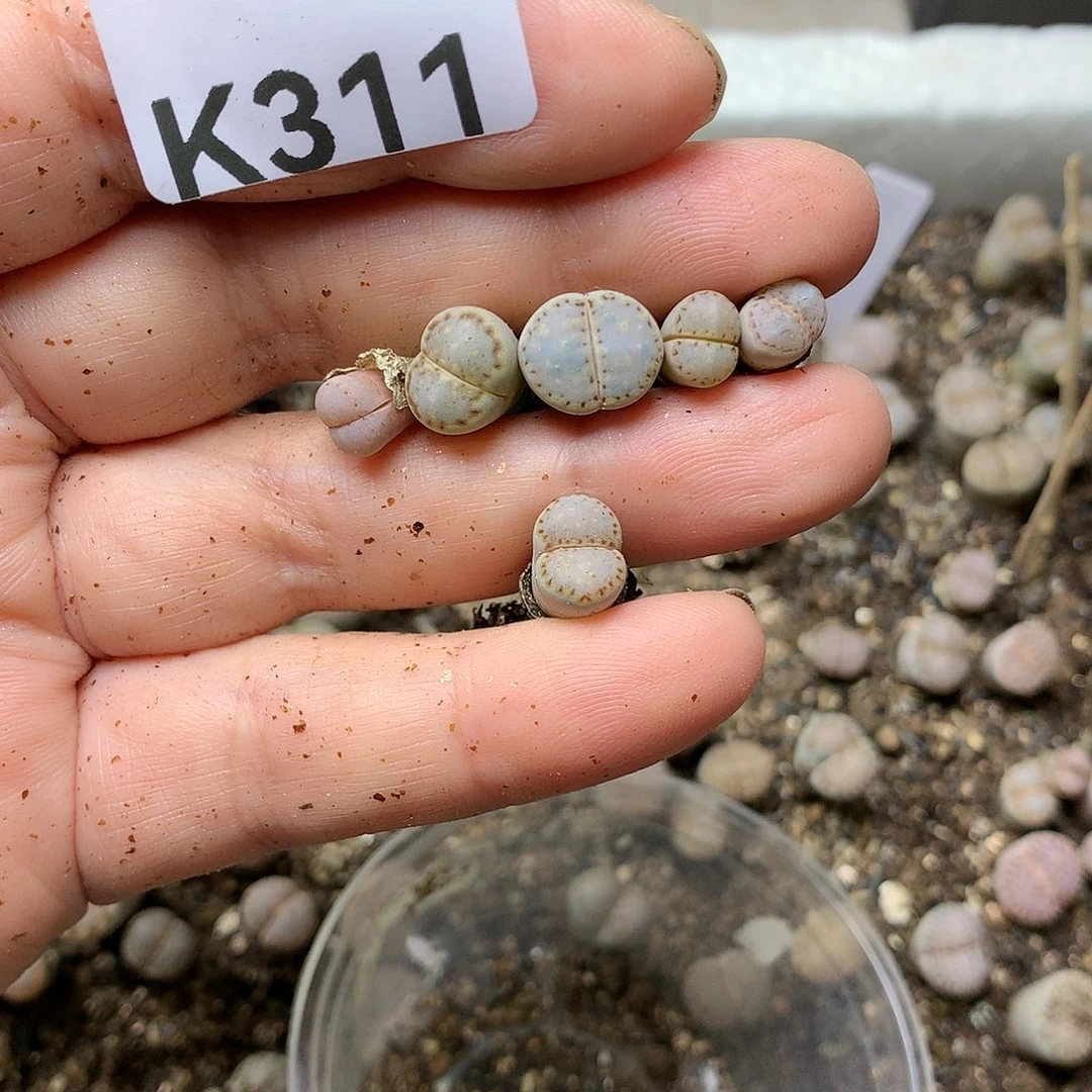 舟*K311多肉植物保护