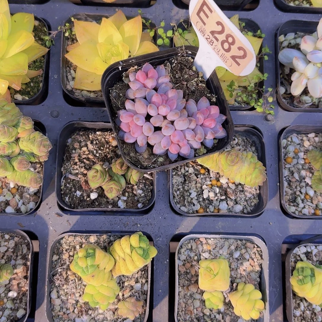 拾***E282蓝莓奶酪一物一拍