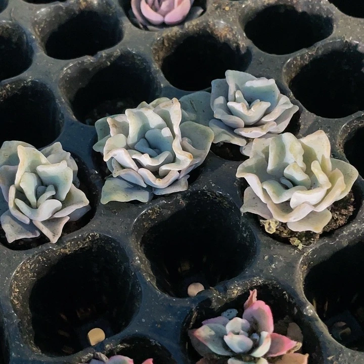 小白饺子1元带土发