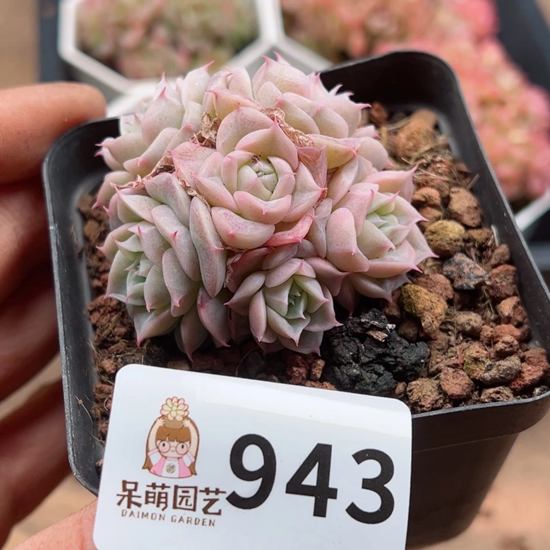 多肉植物多肉植物