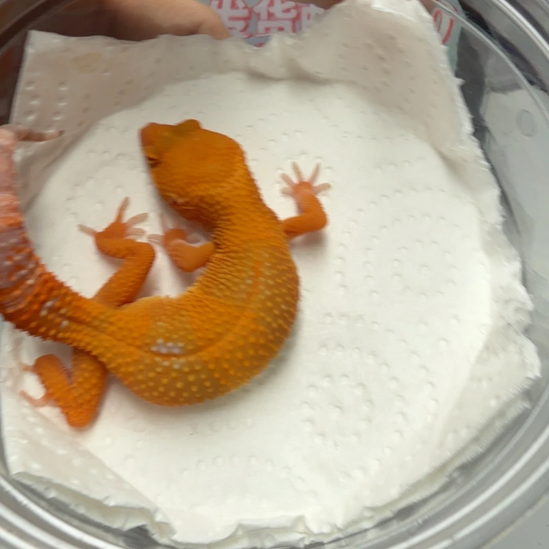 豹纹守宫阳光妹妹