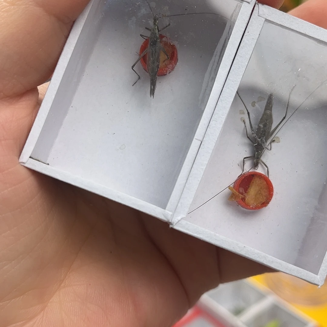 两条长须紫竹哈哈哈哈