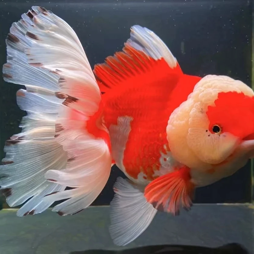 泰狮元宝狮北方冷水鱼耐活可混养直播间专用链接