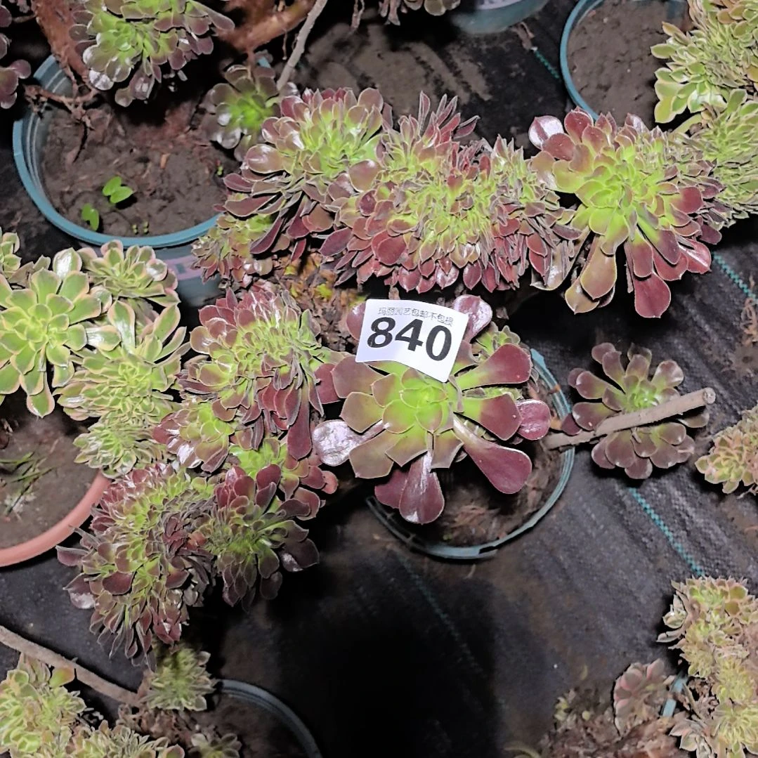 840欧紫缀花花2-14