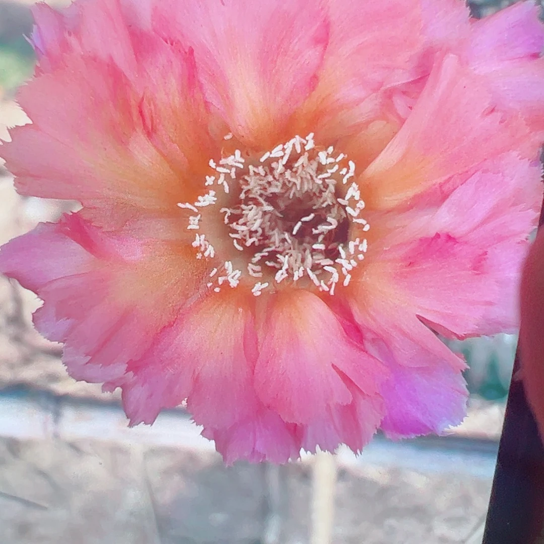 彩草 彩云 侧芽 满20包邮