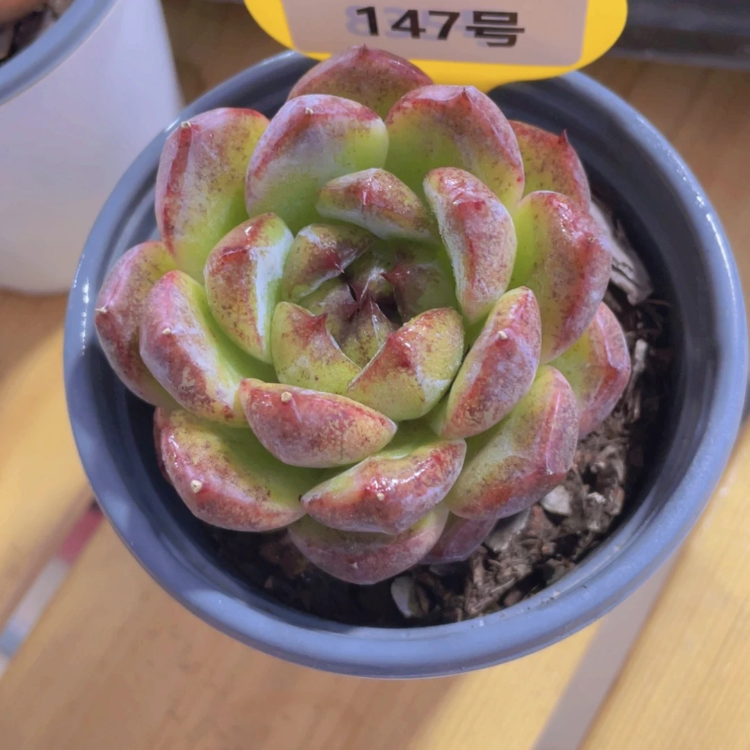 147号 暗黑糖心新品
