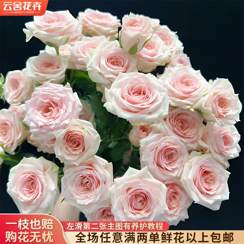 云舍花卉星悦宝贝多头玫瑰云南鲜花基地直发家用日常插瓶鲜切花