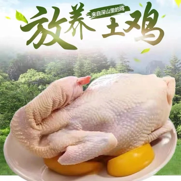 【顺丰】大别山老母鸡1只新鲜土鸡散养900g左右农家跑地鸡母鸡