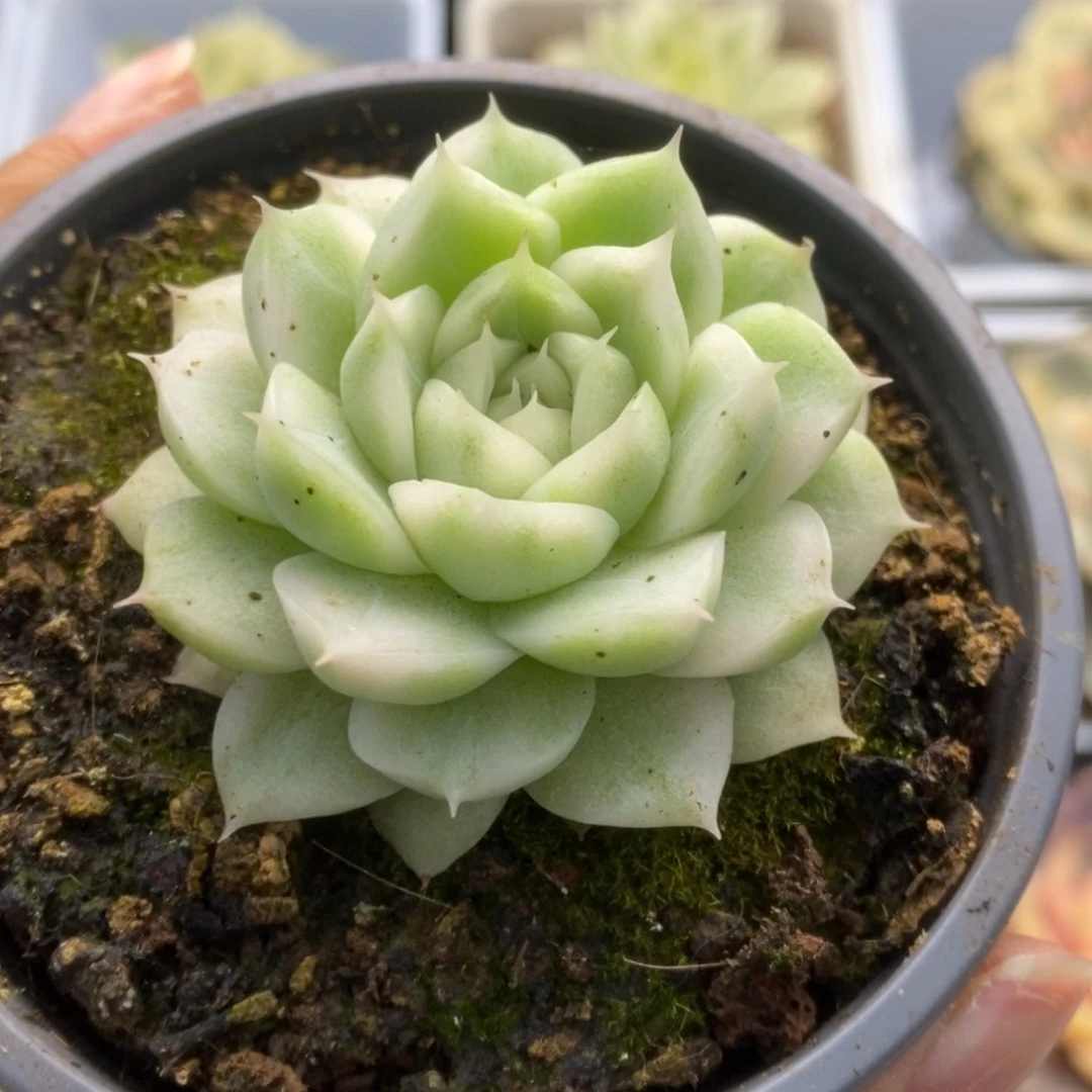 455白瓷麦杆锦锦锦锦锦