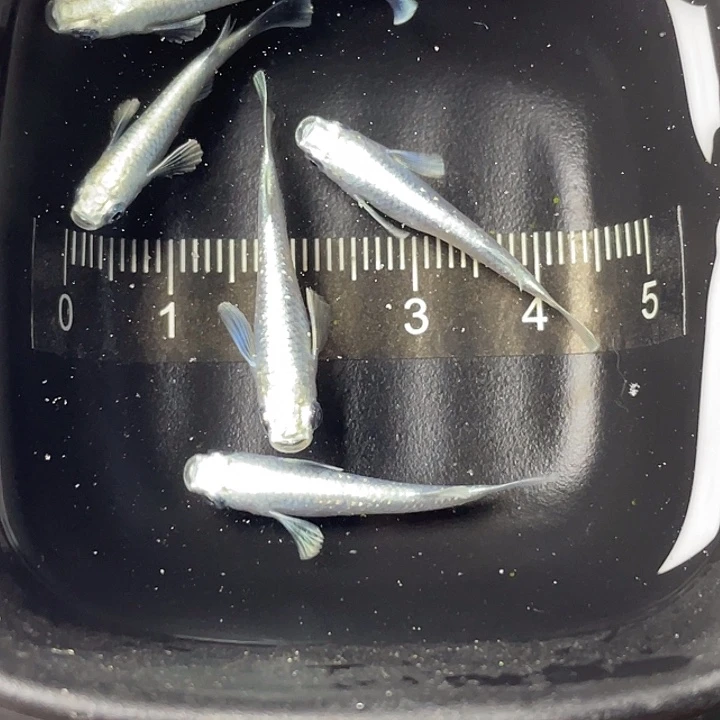 青鳉鱼短天使5条有公有母