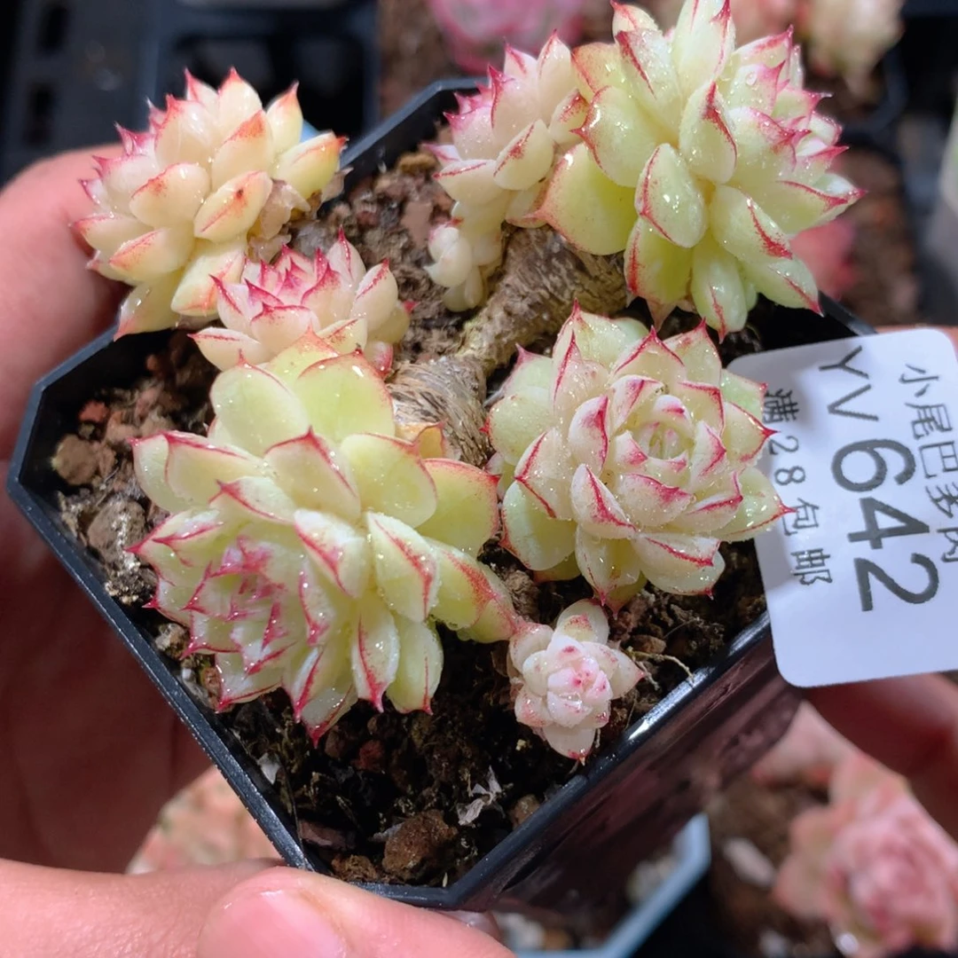 5CM拇指盆精控多肉YV642