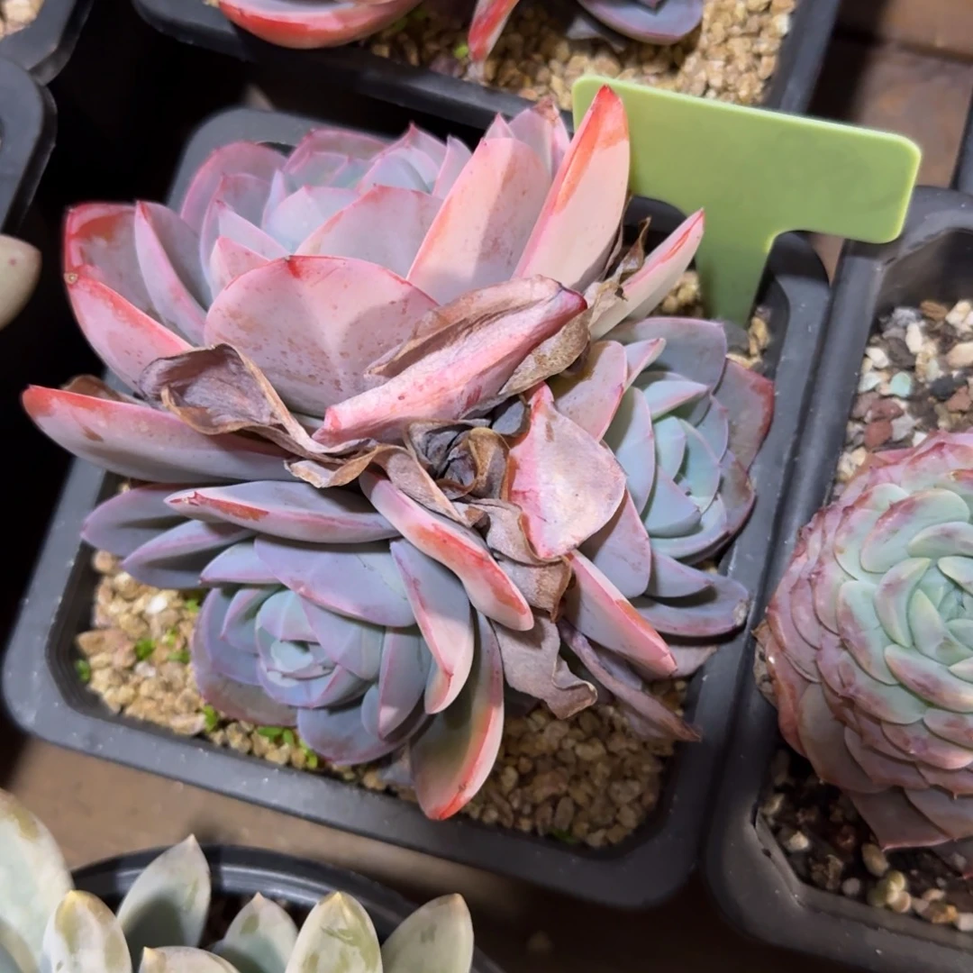 布鲁蓝11111111111111121