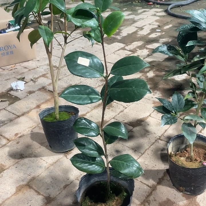 大部分花苞少量开放，爱斯求