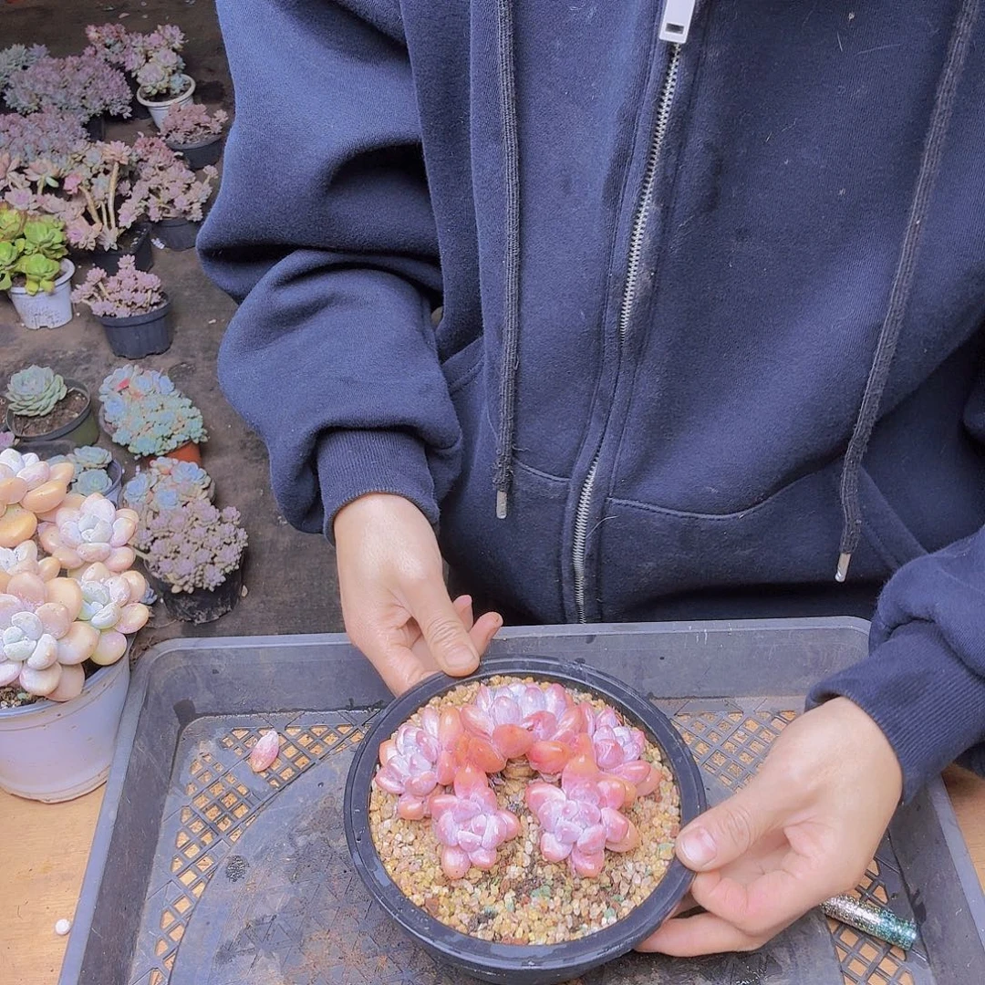 小***姐香水一物一拍一物一拍