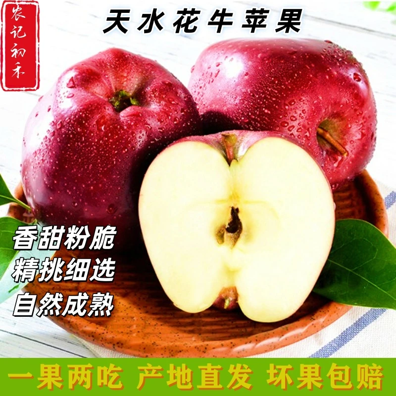 甘肃天水花牛苹果蛇果新鲜采摘脆粉两吃当季水果现摘现发
