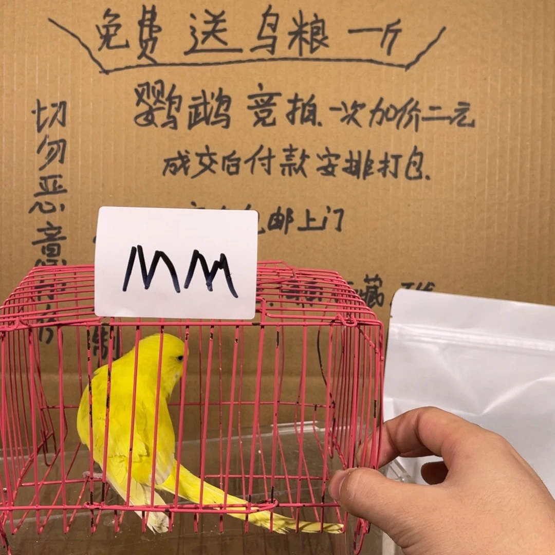 虎皮鹦鹉哈哈哈哈哈哈哈哈