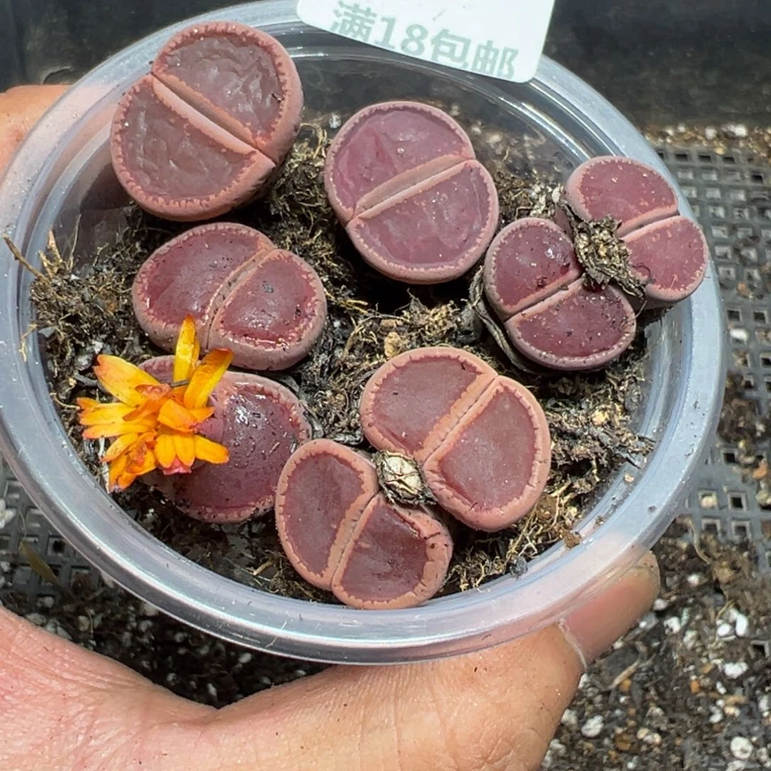 【闪购商品】 938。