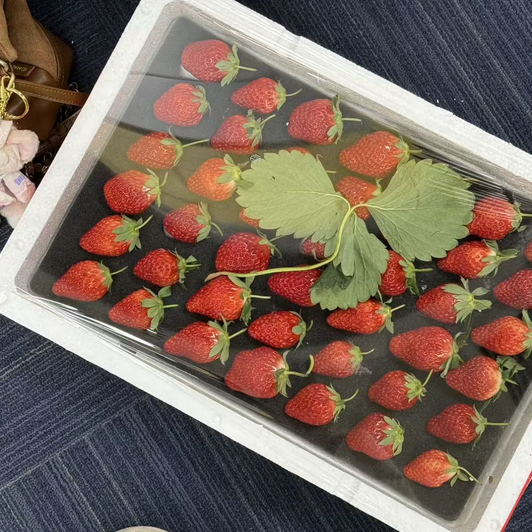 新鲜香甜可口丹东999草莓当季水果红颜牛奶味孕妇放心吃38一斤大人孩子爱吃辽宁省