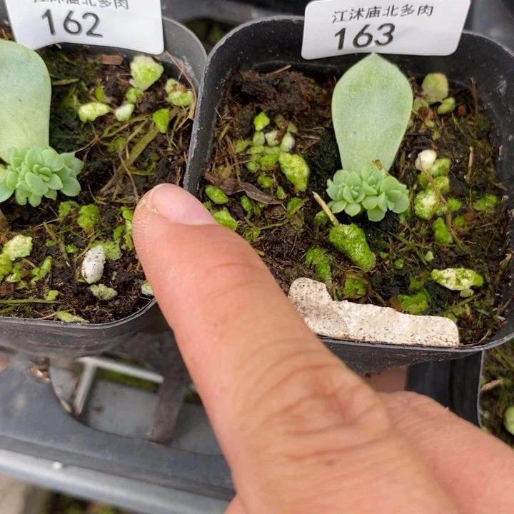 *****标162）163甜心771五头两颗