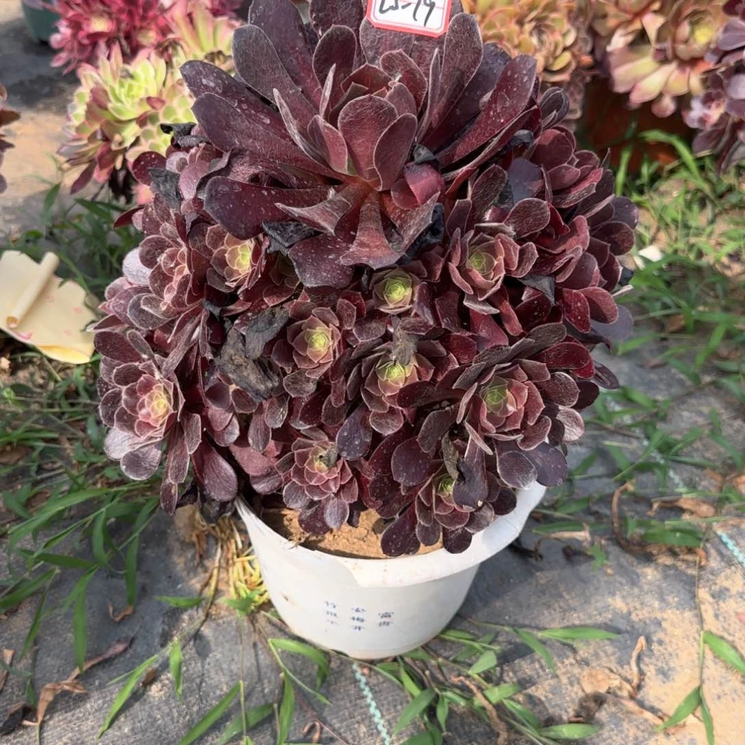 25-79欧子多肉植物