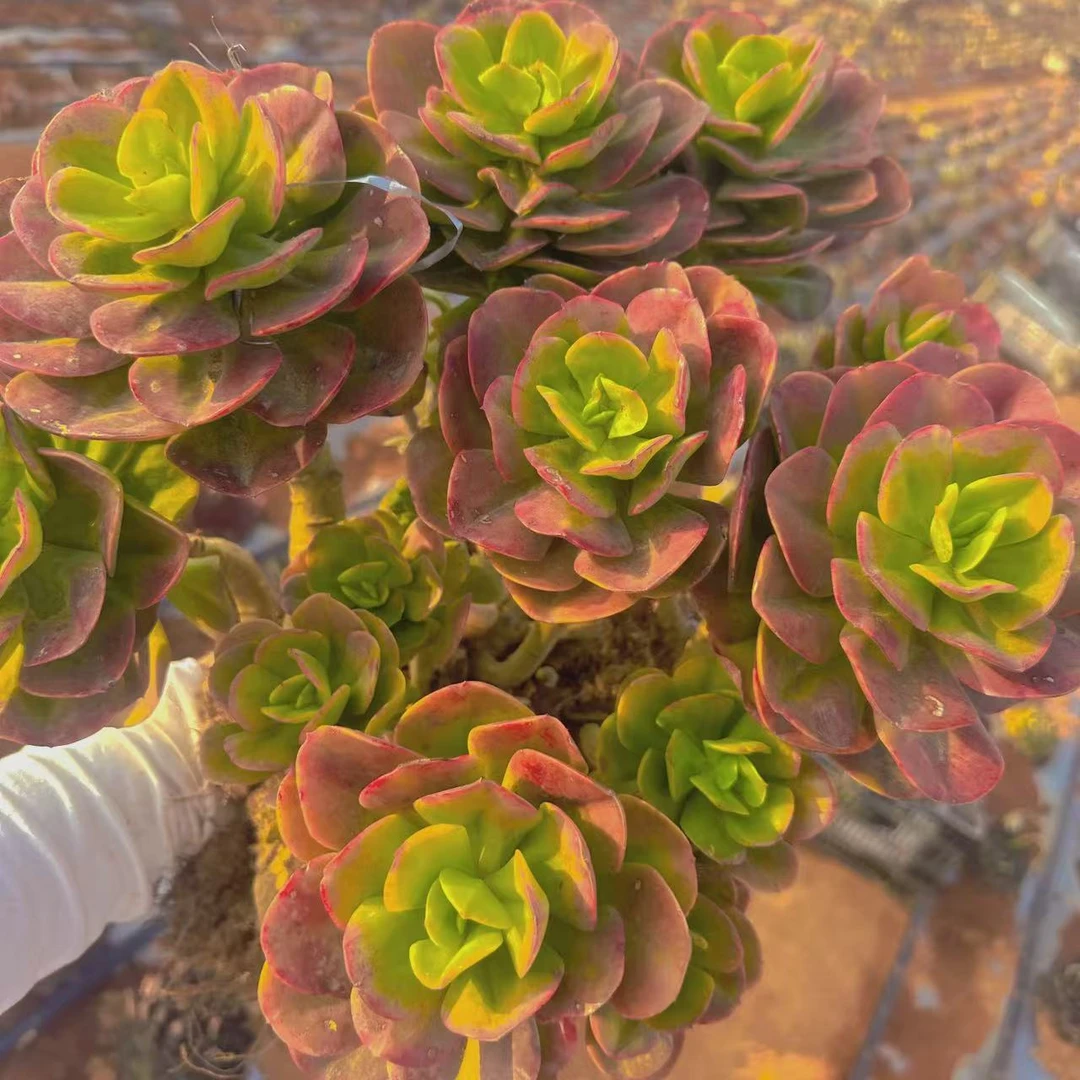 云漫多肉  盆栽 红梅25-30cm  多肉植物
