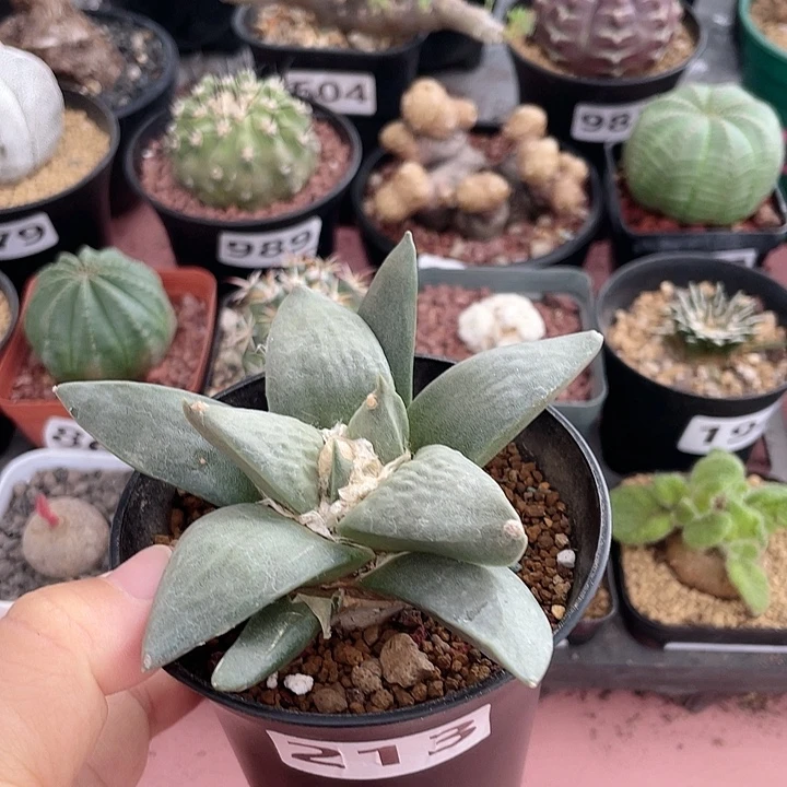 213实生大龙牙岩牡丹