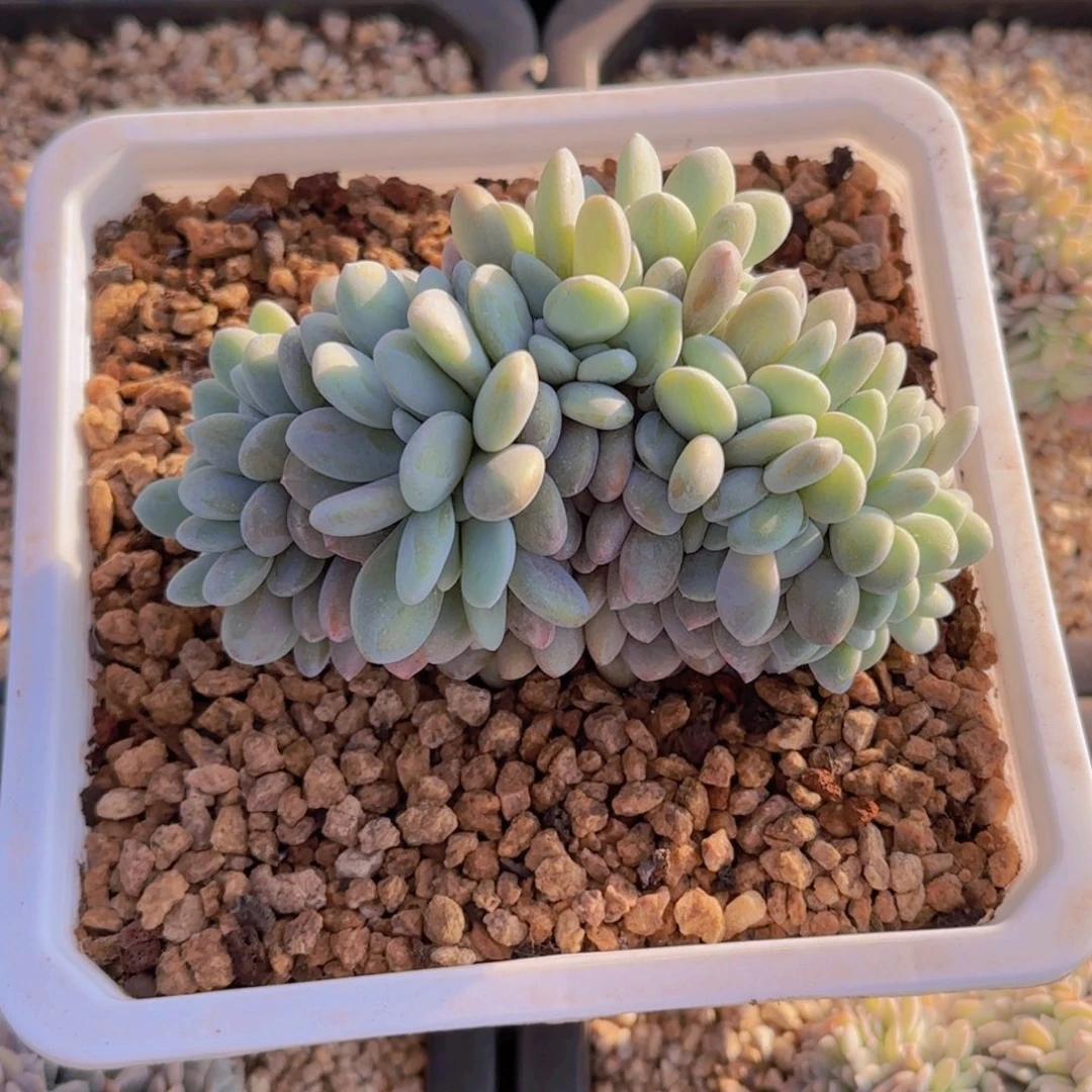 粉兔缀福利11111111111