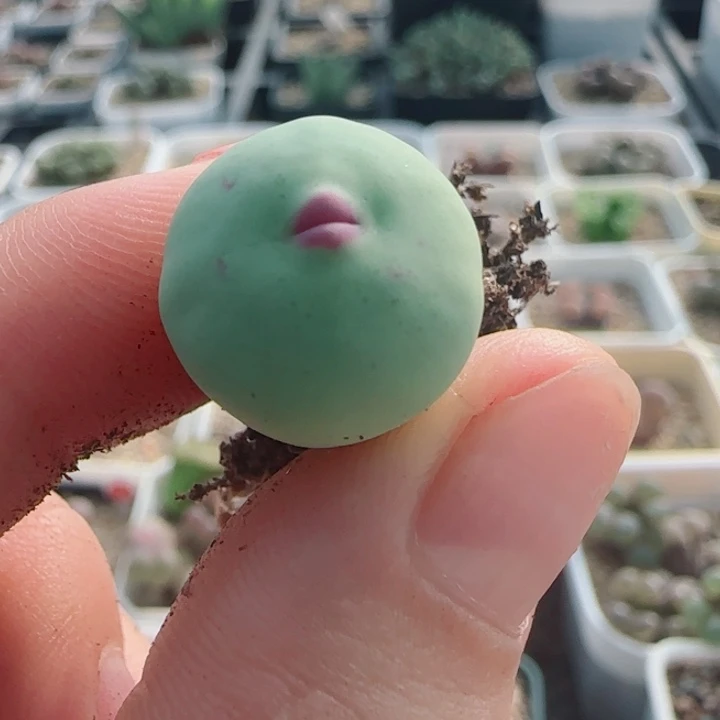 多肉植物双节清货18号