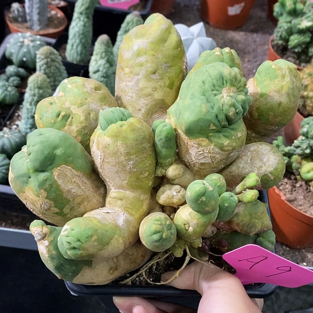 《**》花花草草花花草草