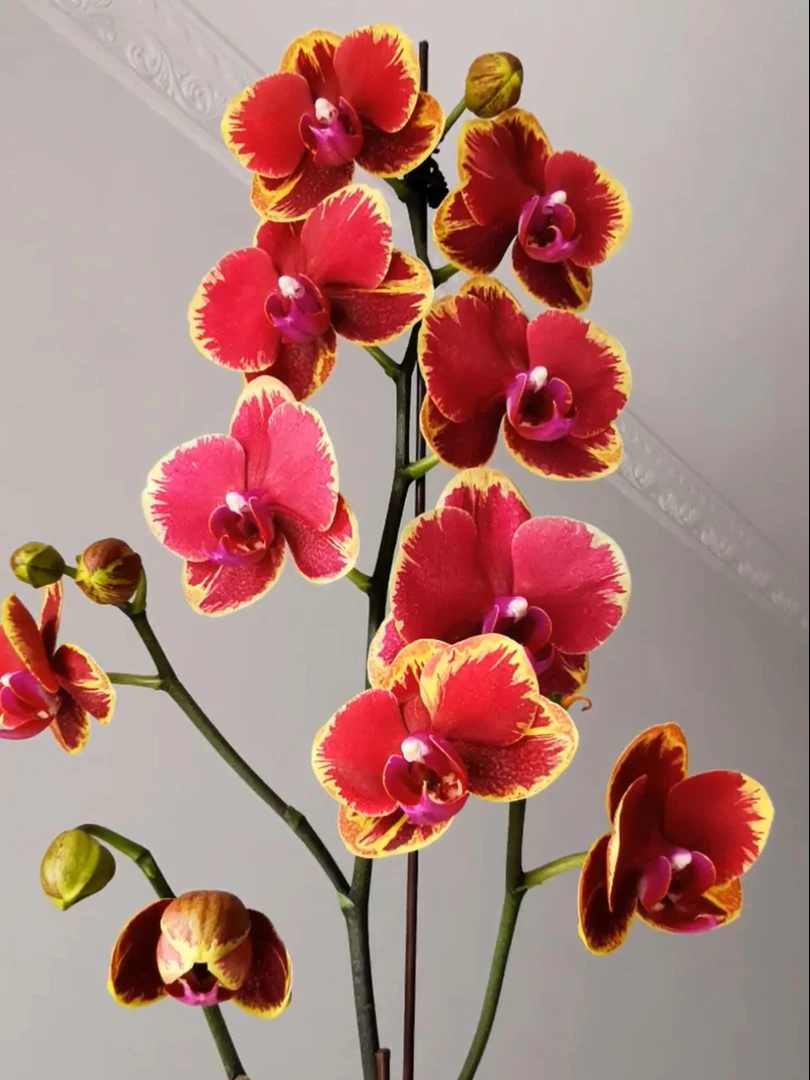 【金边吉祥】3.0寸杯高端蝴蝶兰 多剑发货