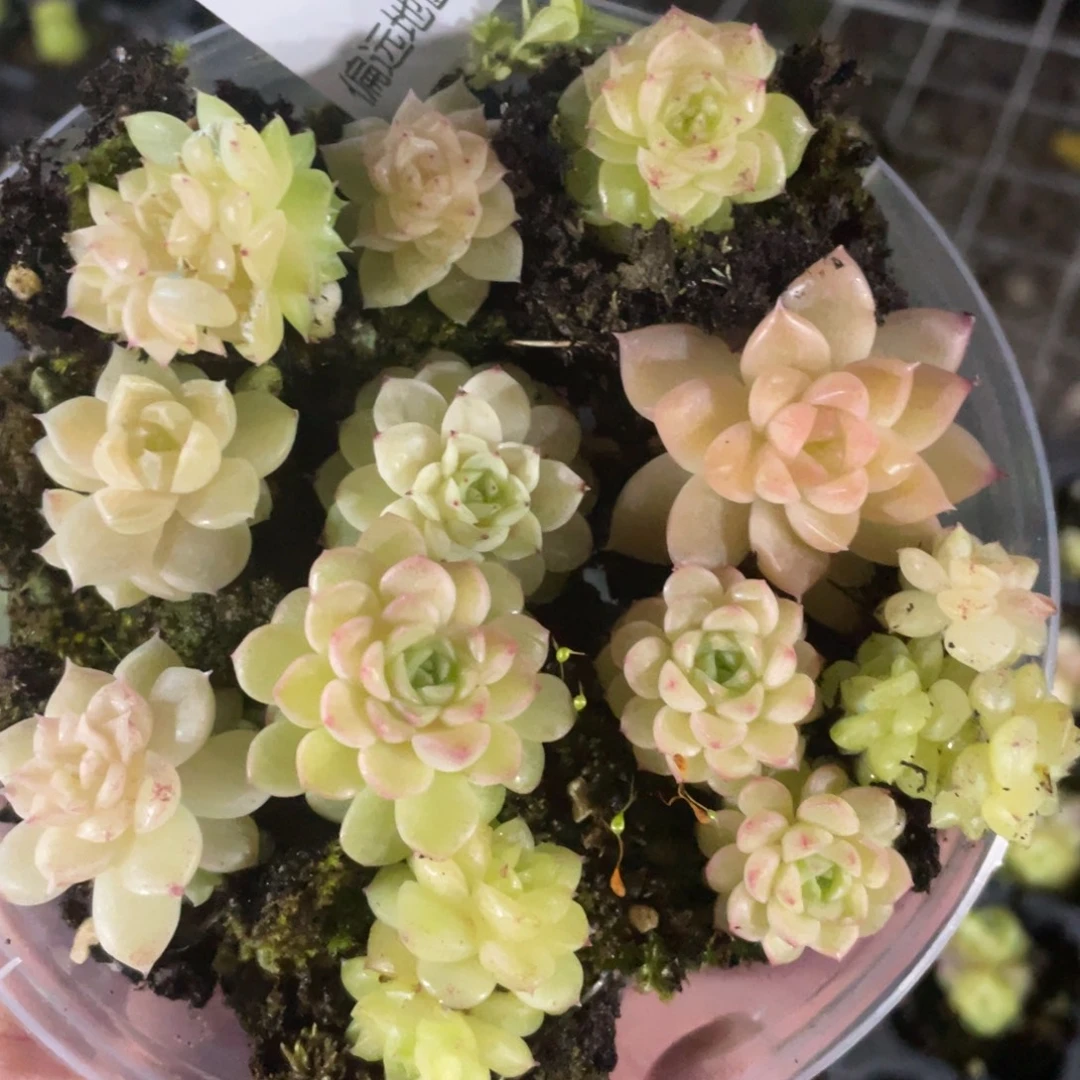 麦秆婚一物一拍127..