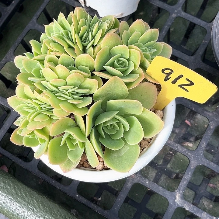 星娜塔912号码牌子的话