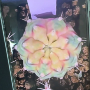 23-0225侧芽泰国发货多肉