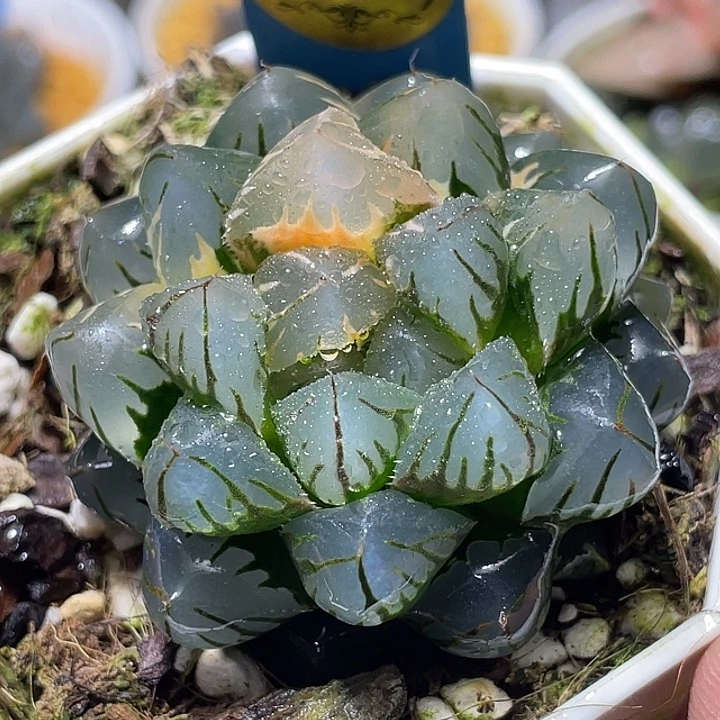 619水中月錦特選福利群