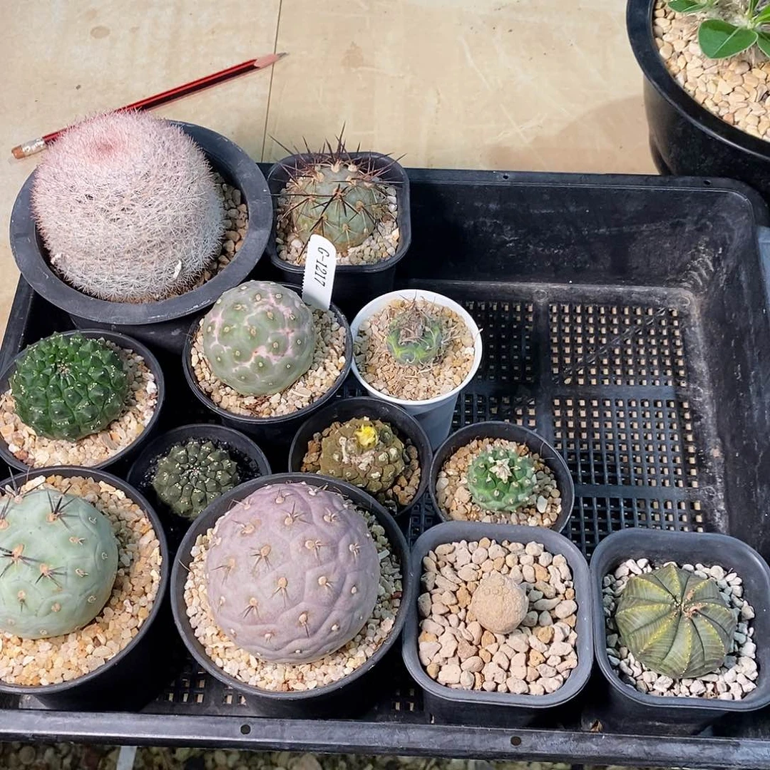 虾***仁G1217花有转盘仙人球一堆