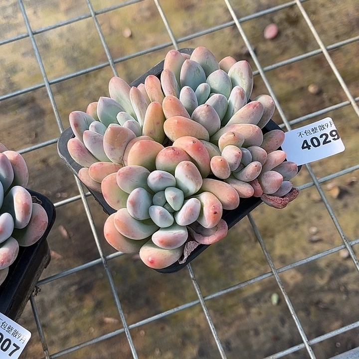 阿雅园艺。         4029香水