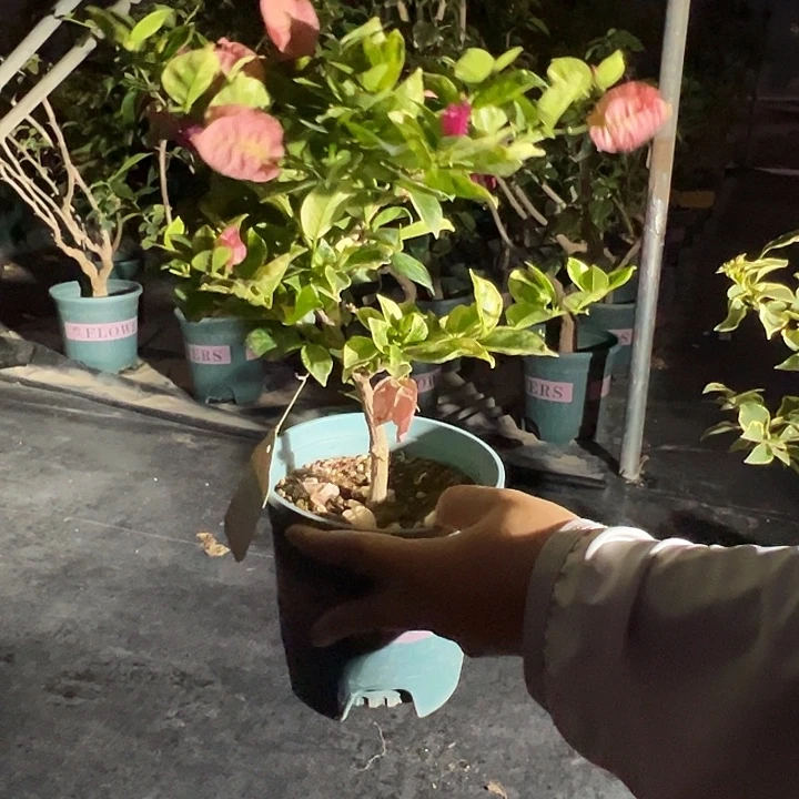 当前无花栽培后可以开花斑叶米罗