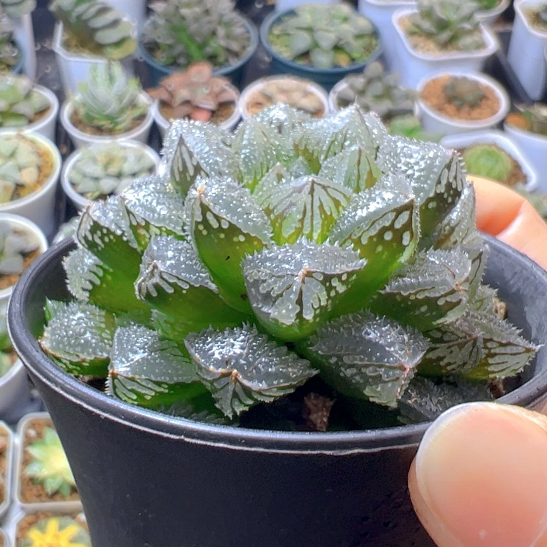 万象盆魔刺寿多肉多肉