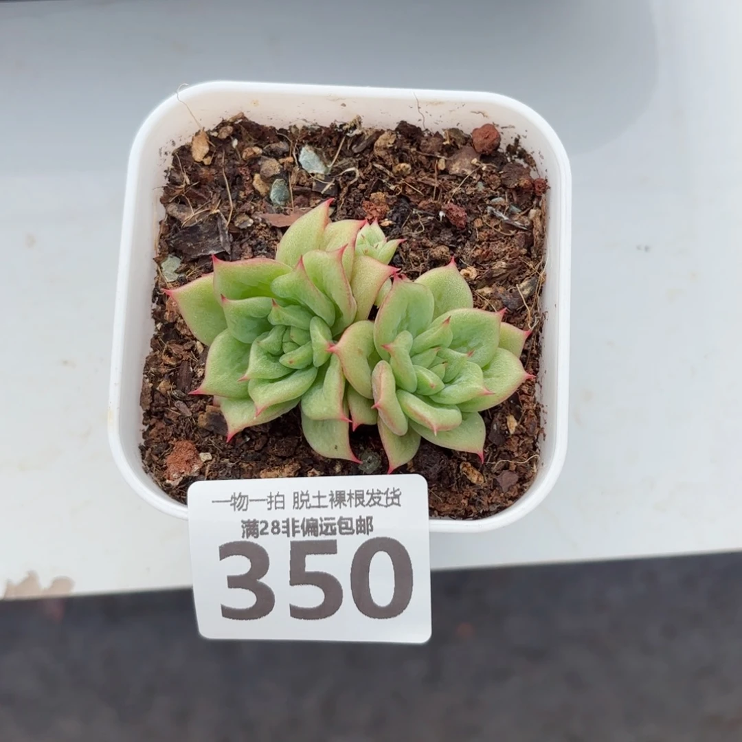林肯玛利亚无盆土发货