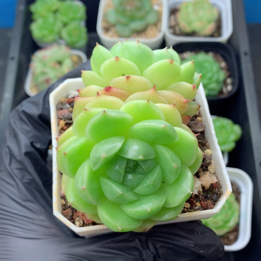 58包邮  群生不包整麦秆59