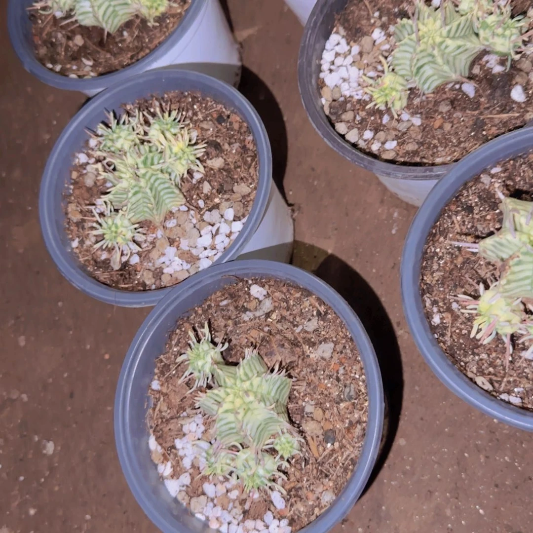 块根植物块根植物