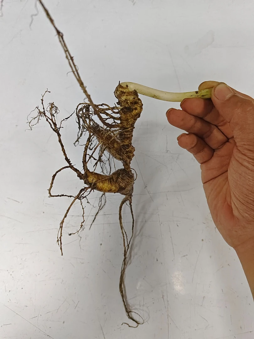 骐晨参业人参空运