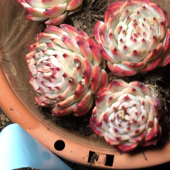 葛*80//////////////