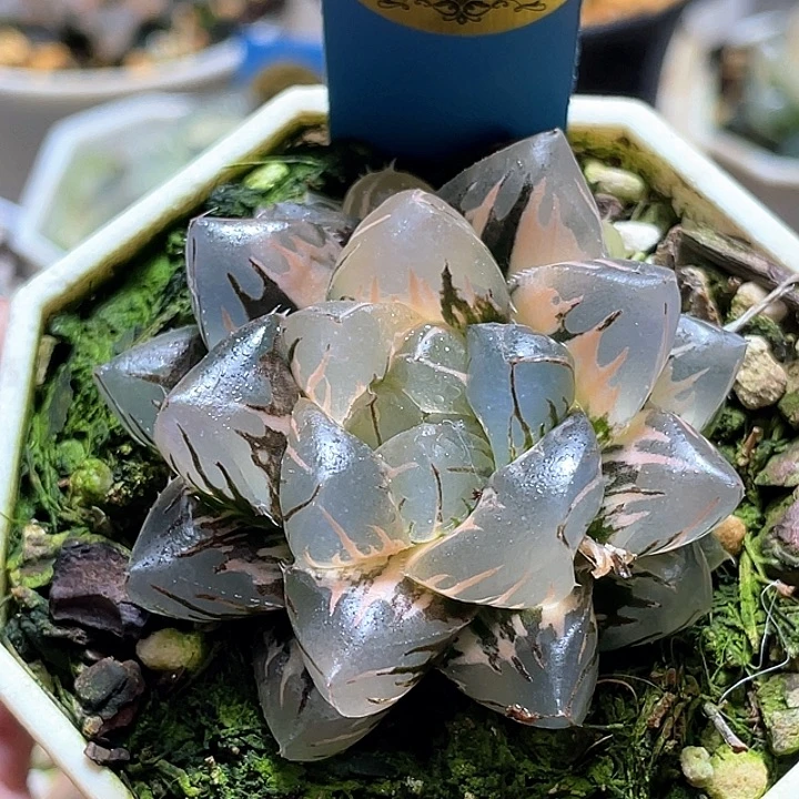 551水中月一物一拍