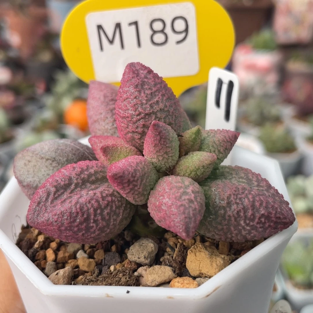 小*运    138号。 M189。