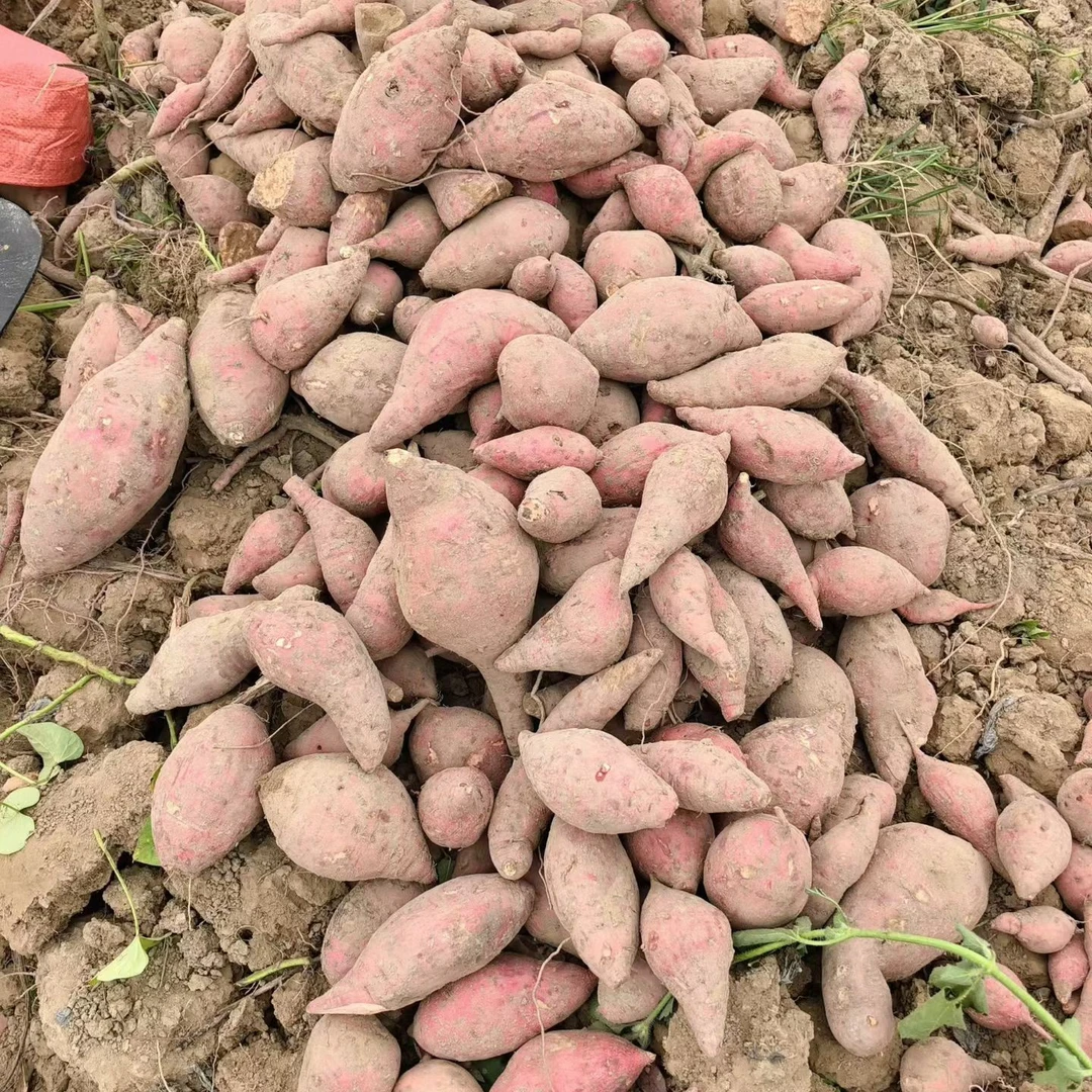 翁源客家本地新鲜红薯