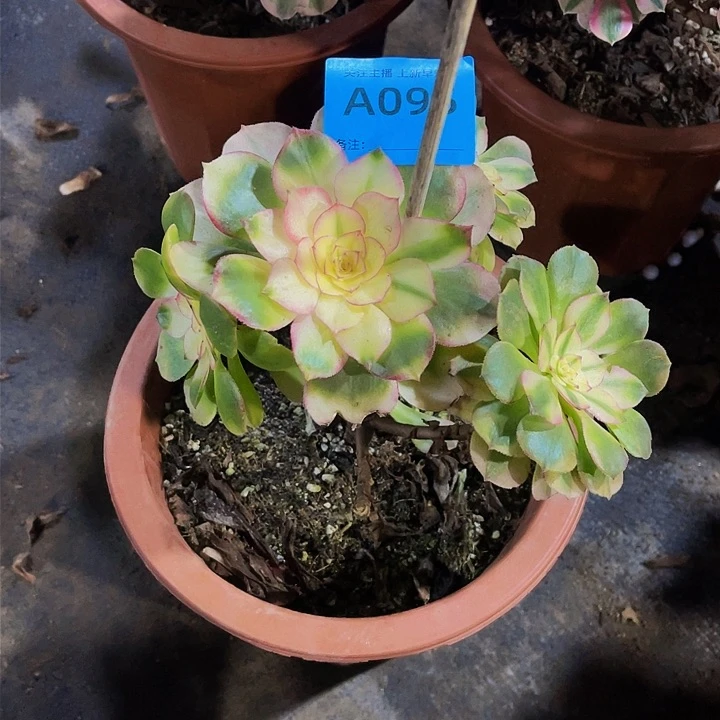 荔枝095福利有断肢